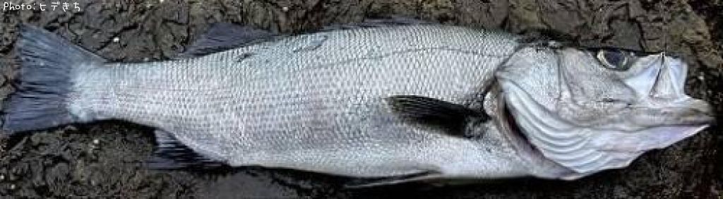 �ҥ饹����