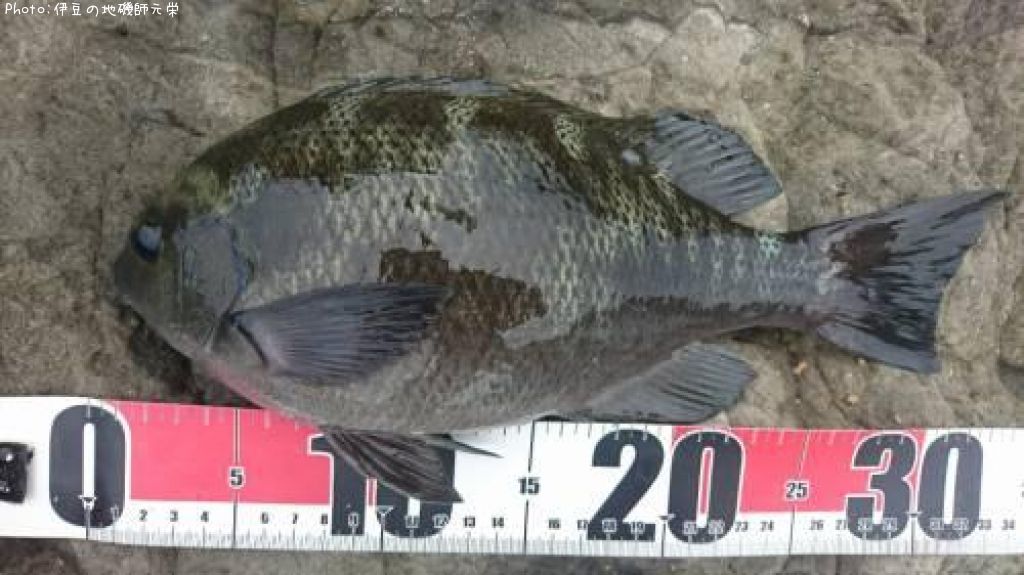 �����᥸��