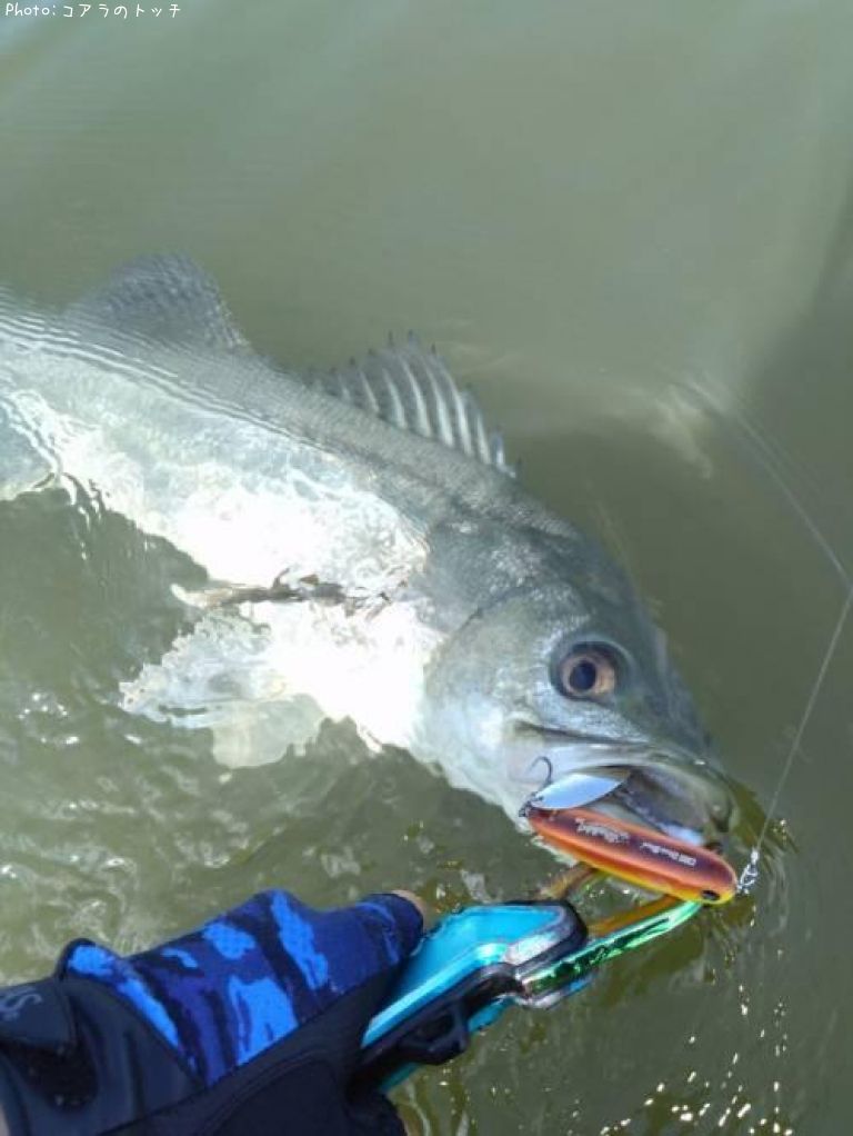 �����Х�