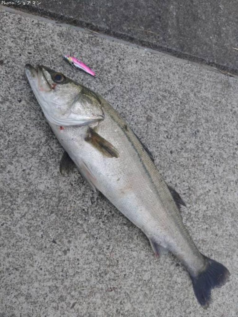 �����Х�