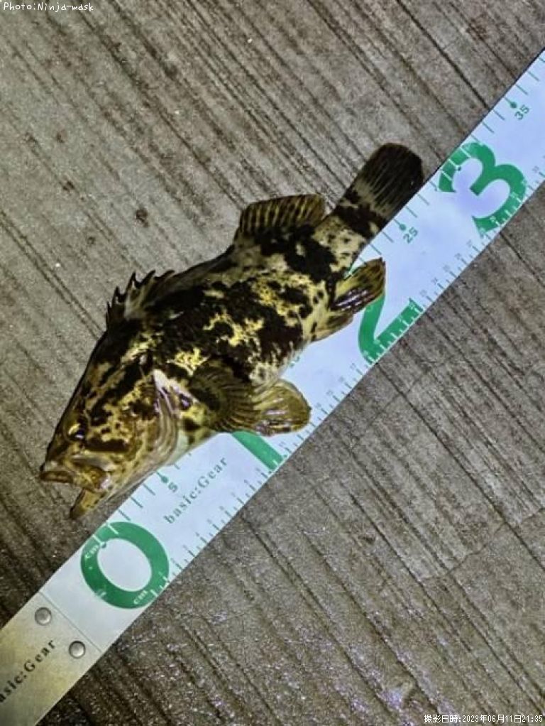 �����Υ���Х�