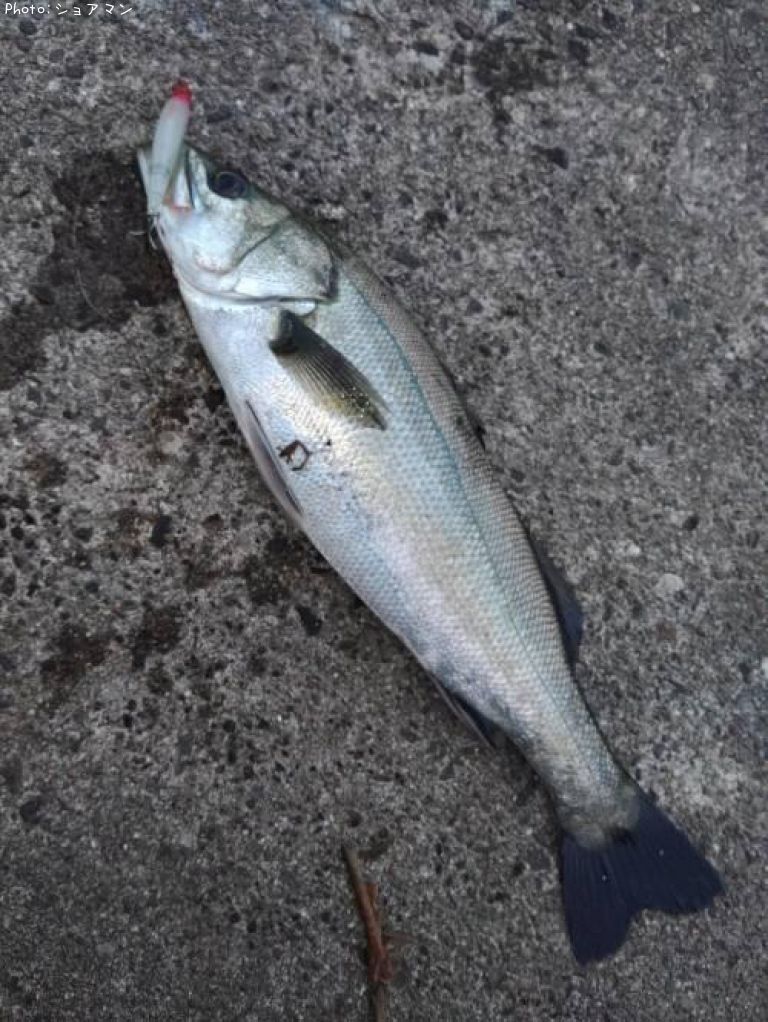 �����Х�