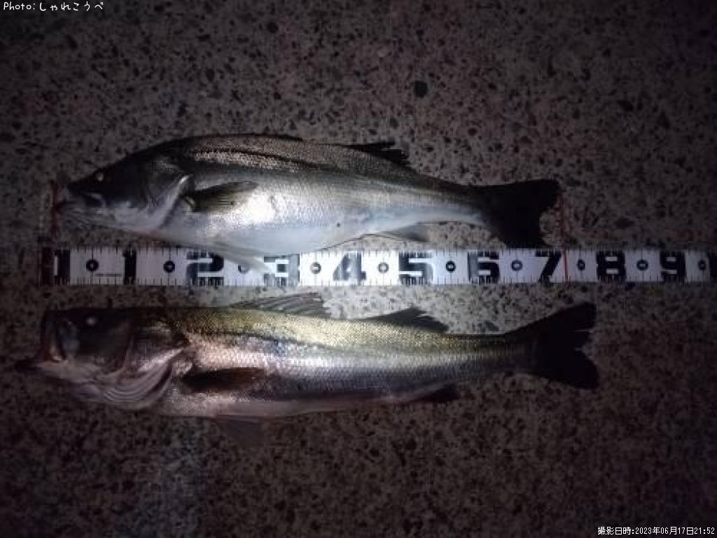 �����Х�