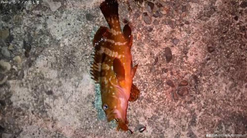 �����ϥ�