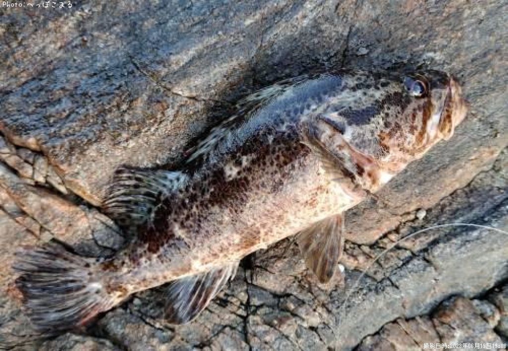 �����Υ���Х�