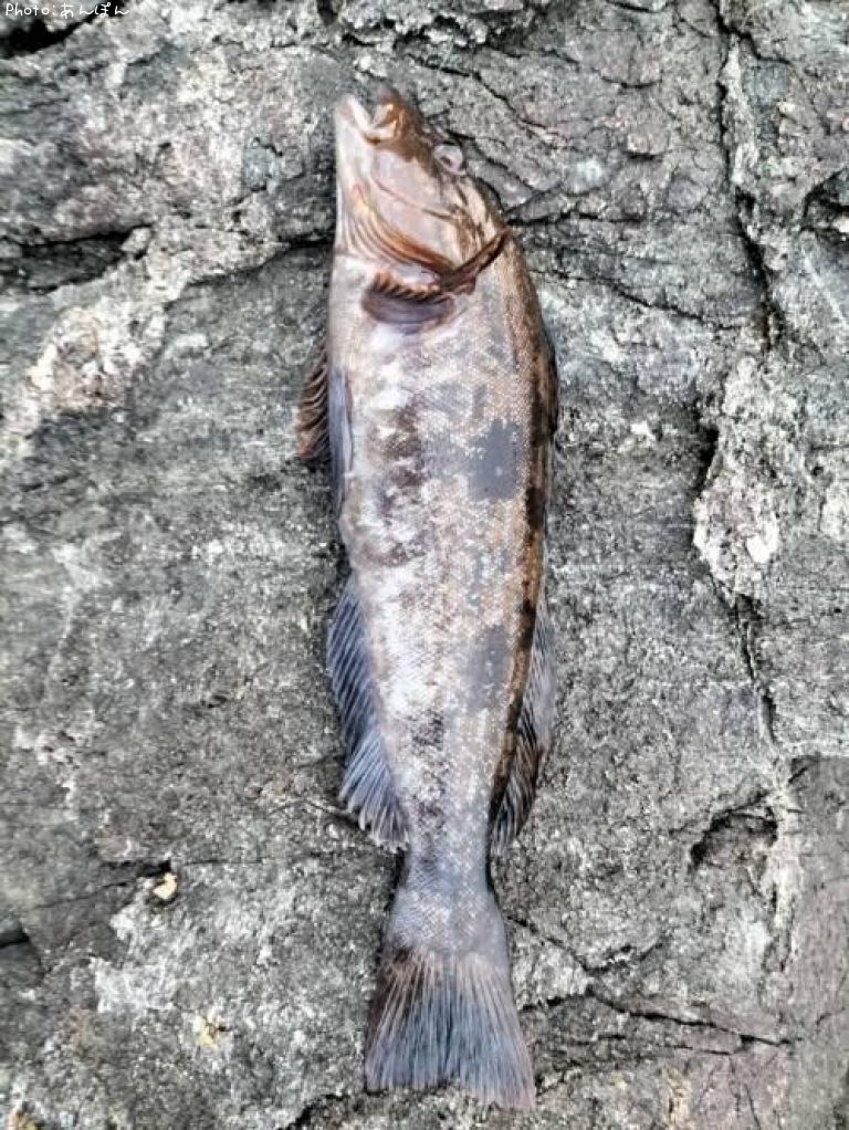 �����ʥ�