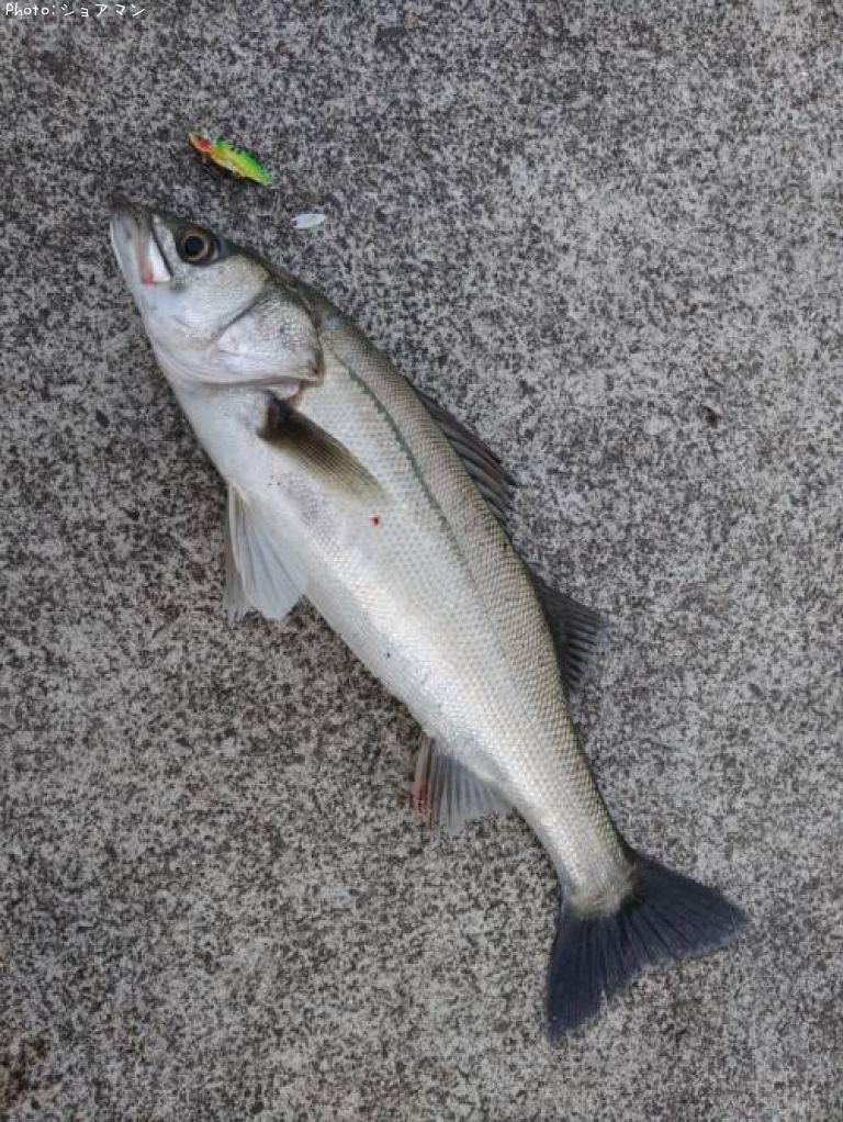 �����Х�