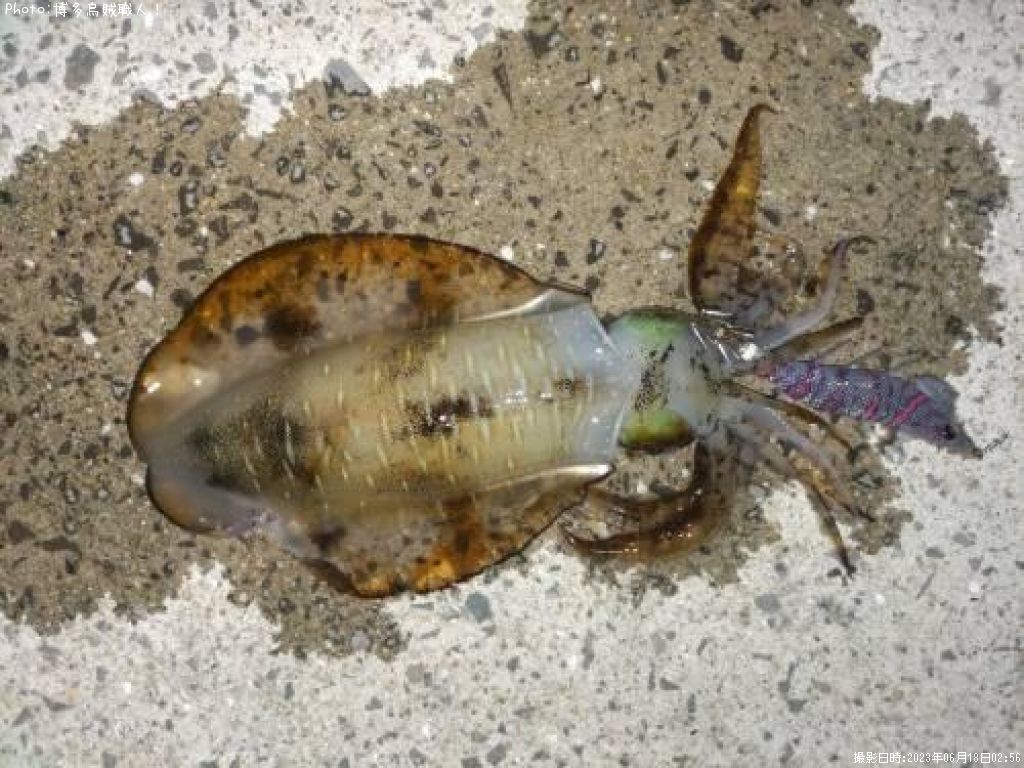 �����ꥤ��