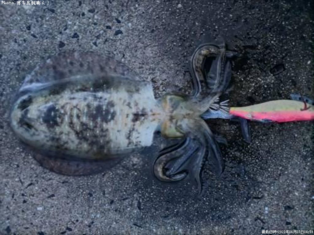 �����ꥤ��