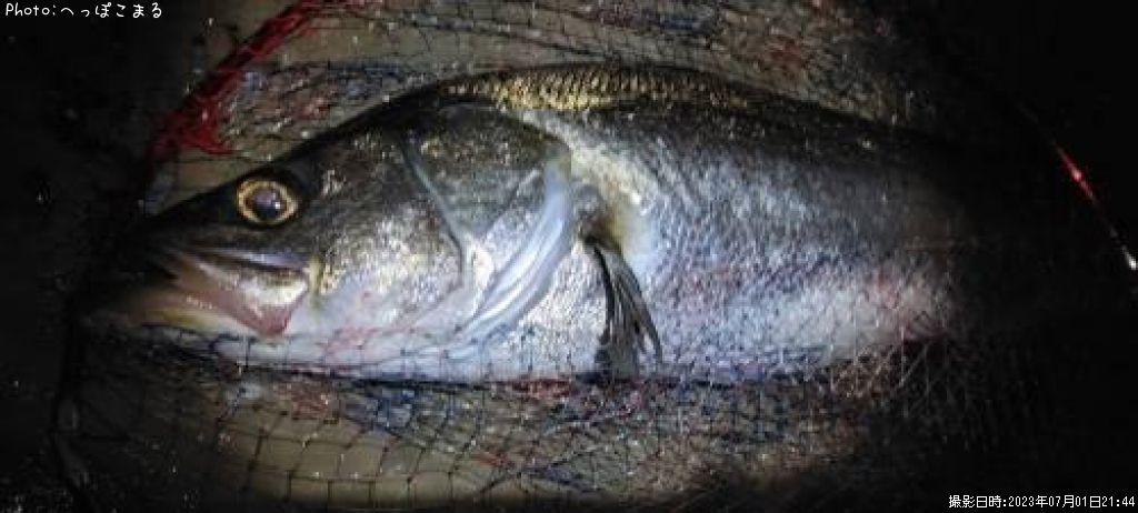 �����Х�