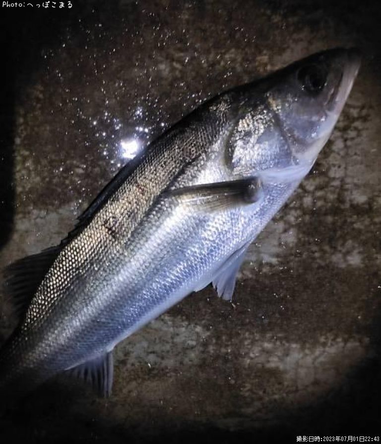 �����Х�