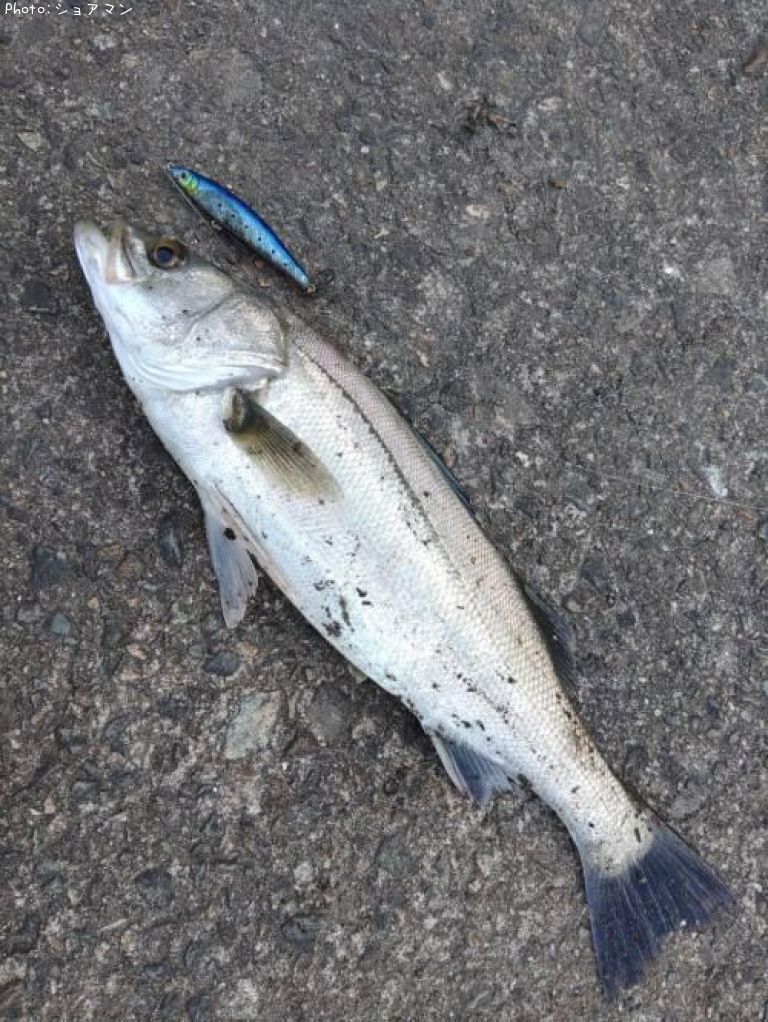 �����Х�