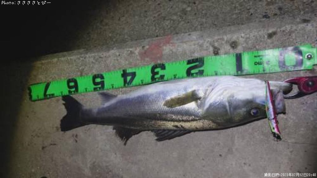 �����Х�����������