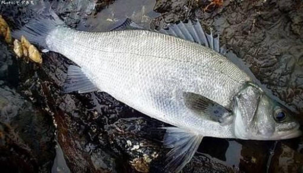 �ҥ饹����