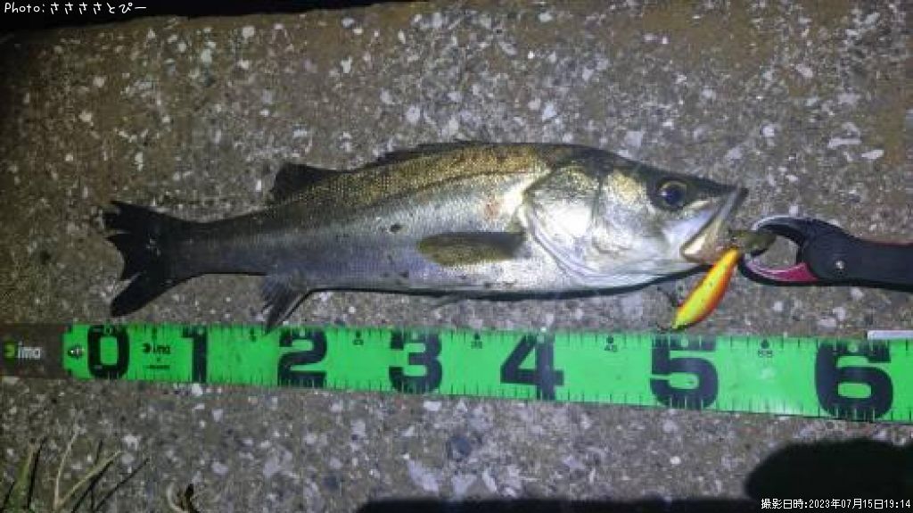 �����Х�