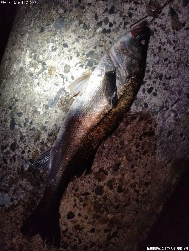 �����Х�