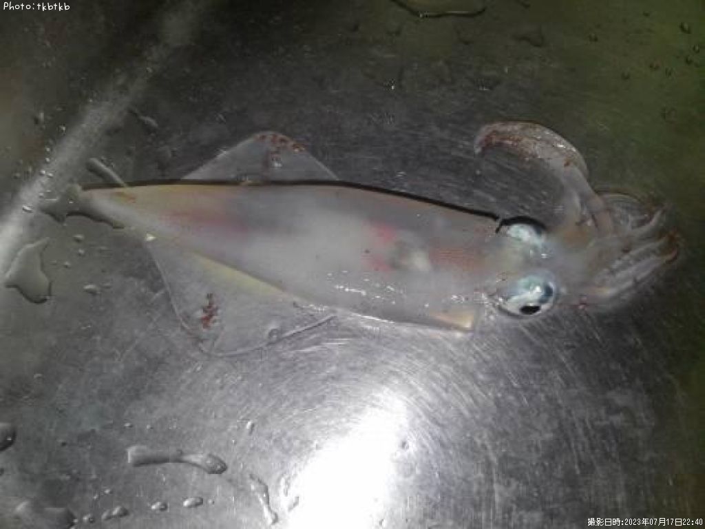 ���󥵥�����