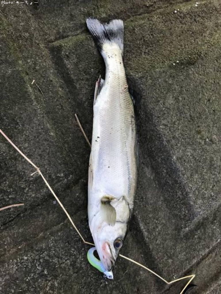 �����Х�