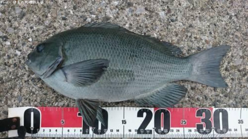 �����᥸��