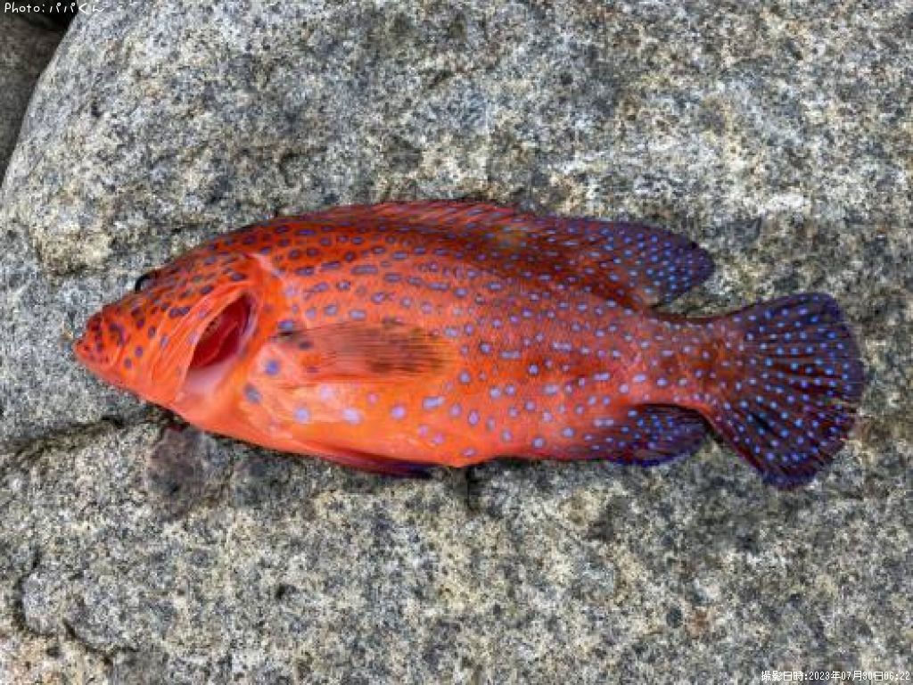 �楫���ϥ�