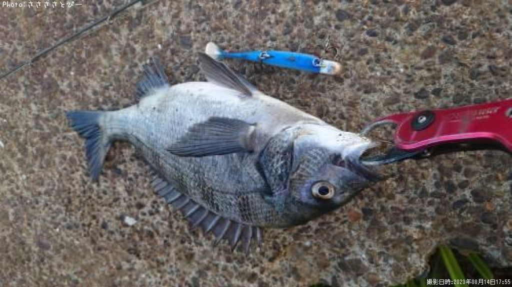 �����������勵�ꥬ��