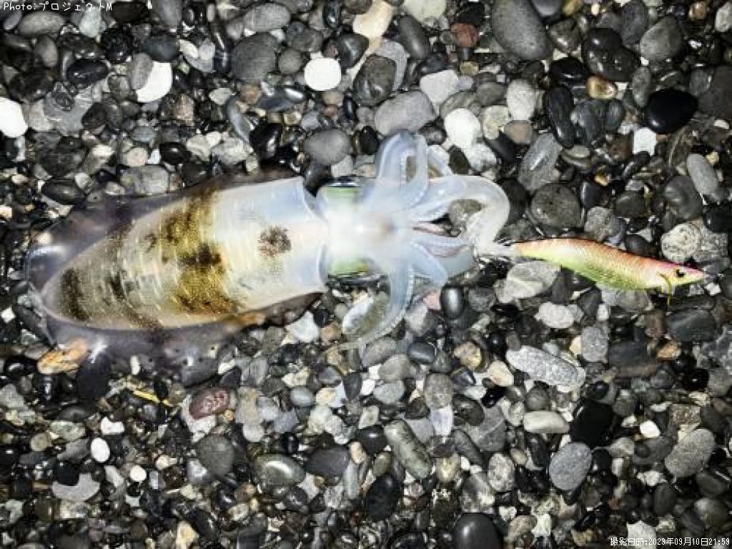 �����ꥤ��