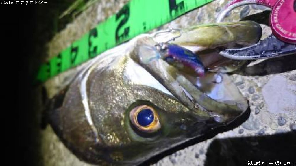 �����Х�