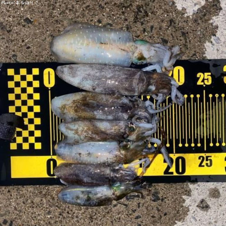 �����ꥤ��