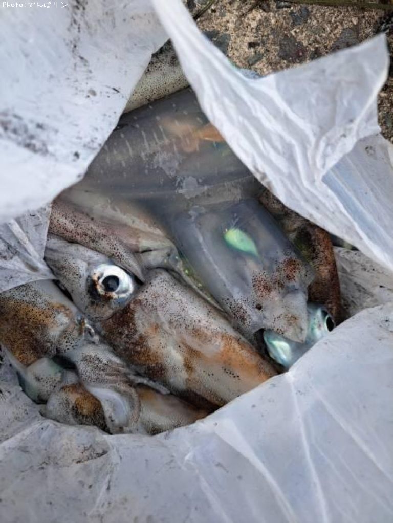 �����ꥤ��