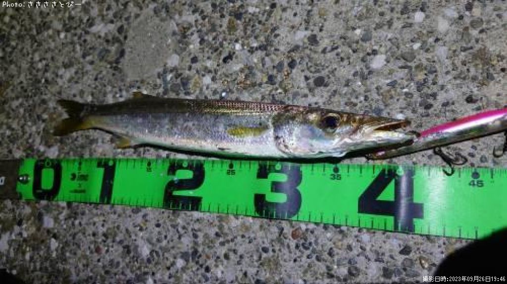 ���ޥ����������������