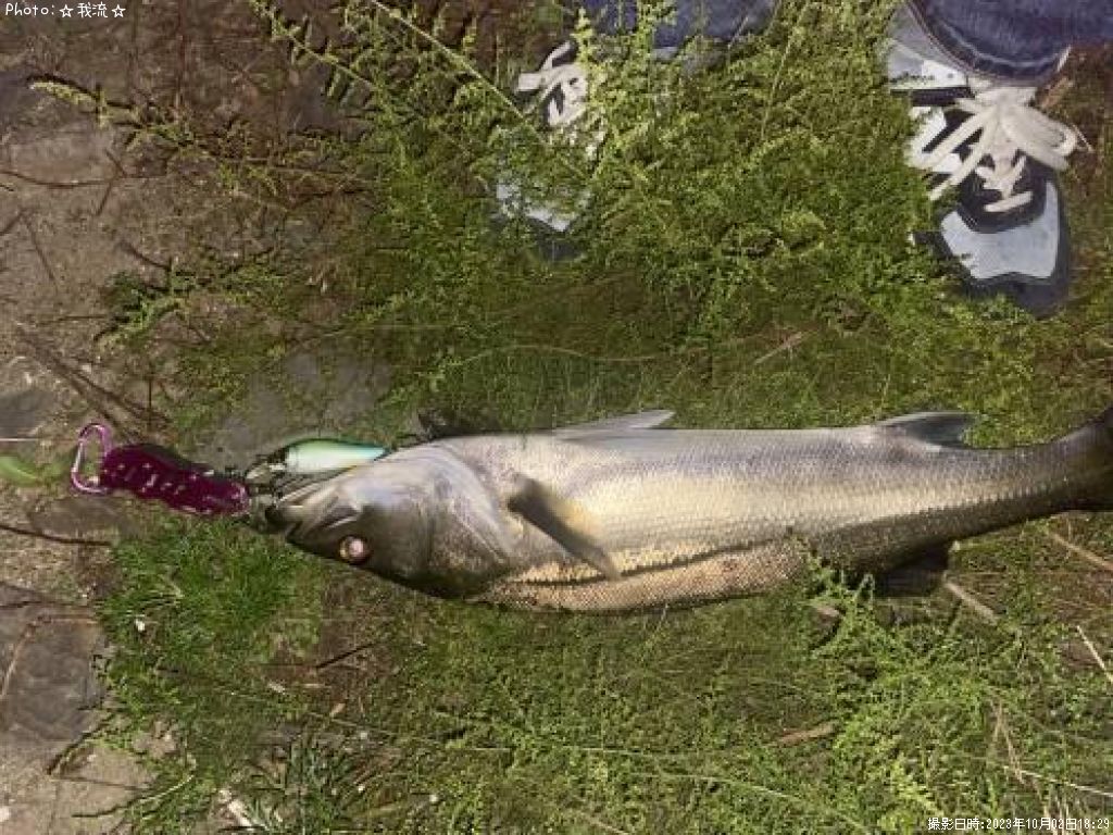 �����Х�