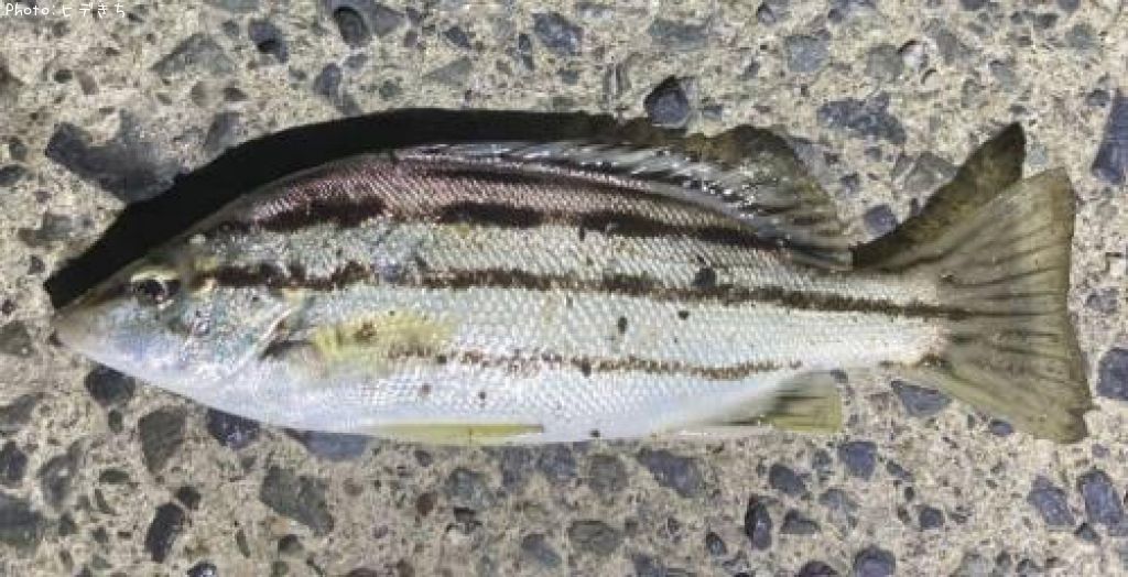 ���ޥ�����