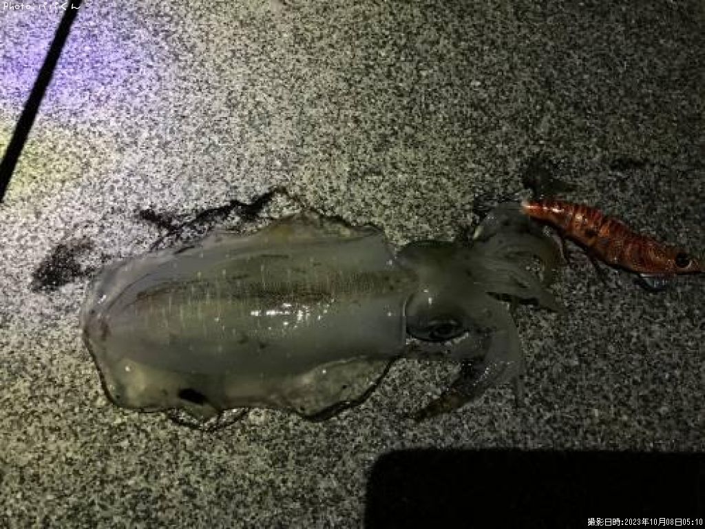 �����ꥤ��