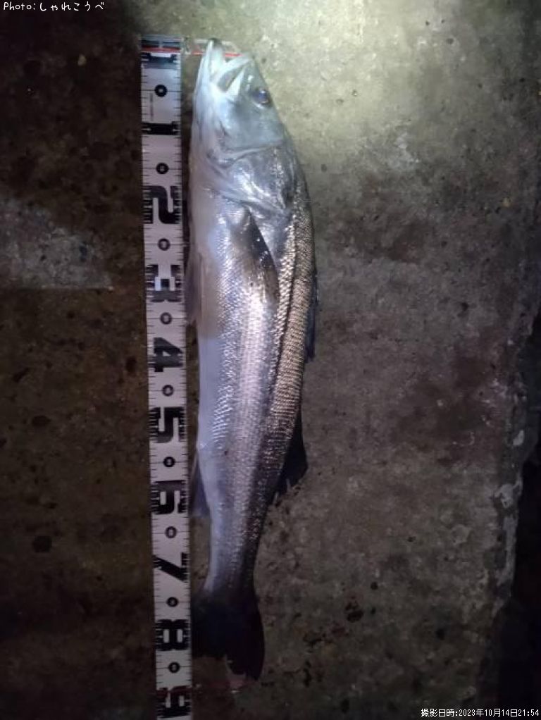 �����Х�