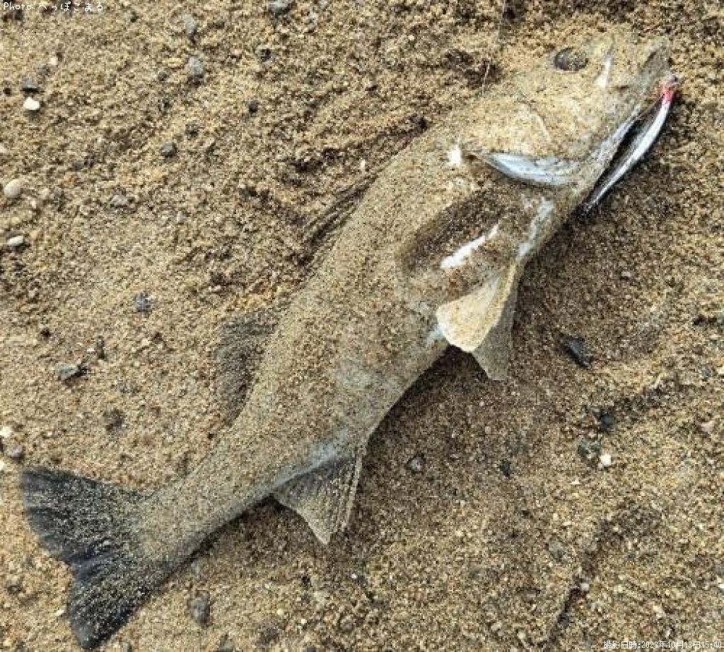 �����Х�