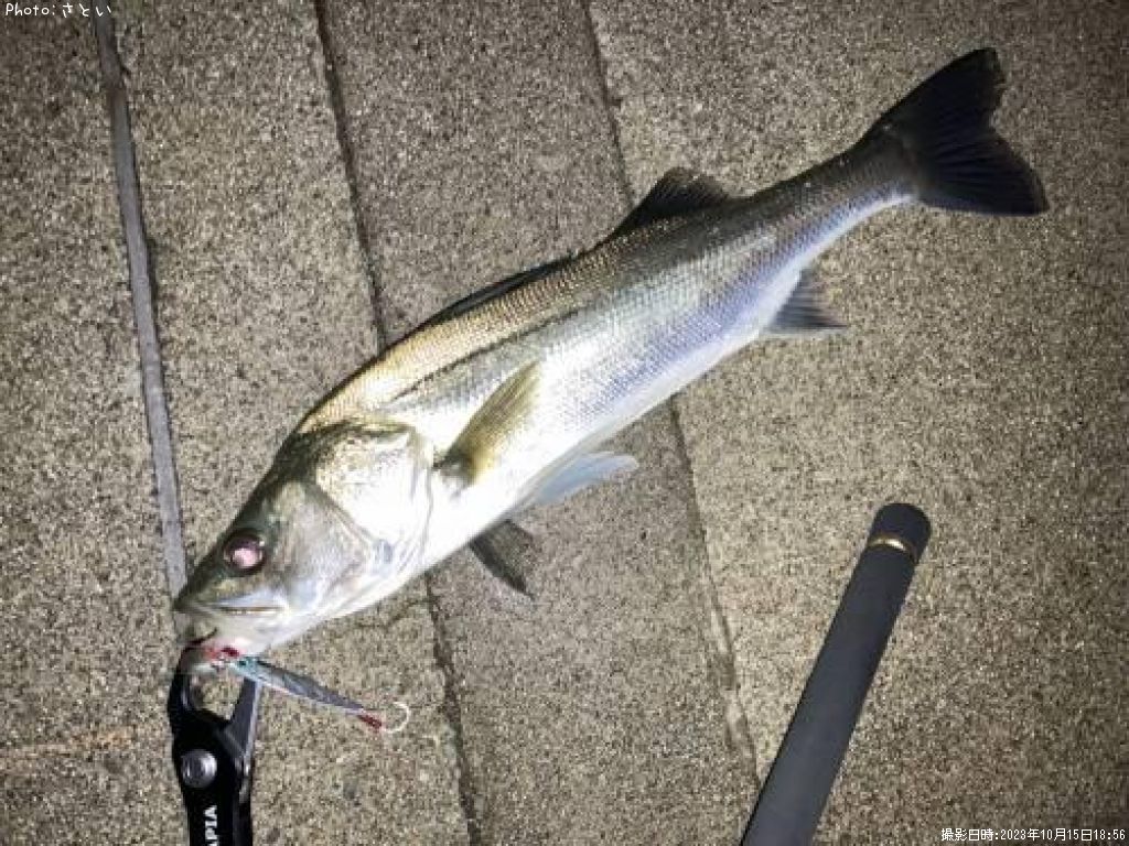 �����Х�