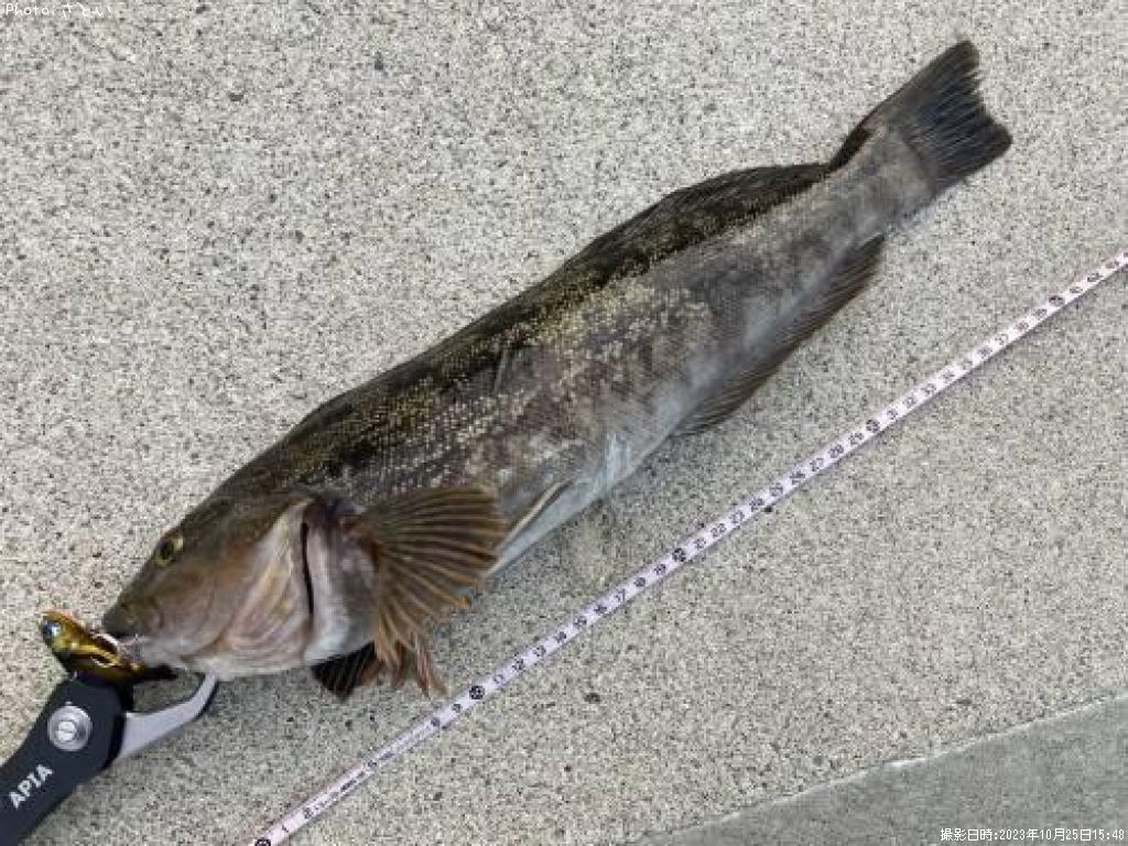 �����ʥ�