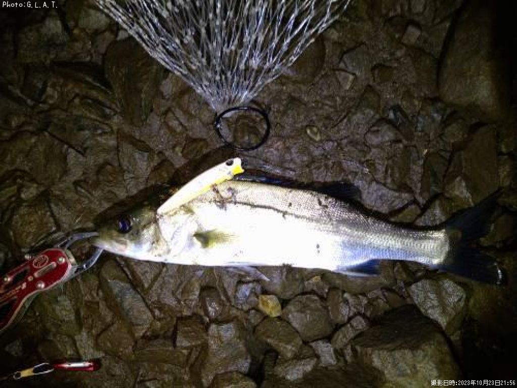 �����Х�