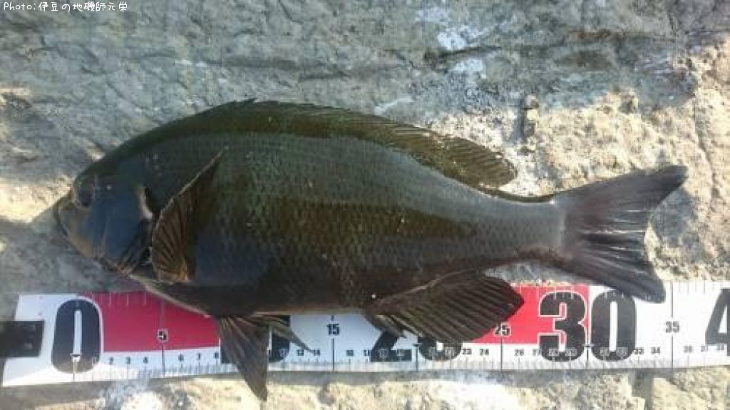 �����᥸��