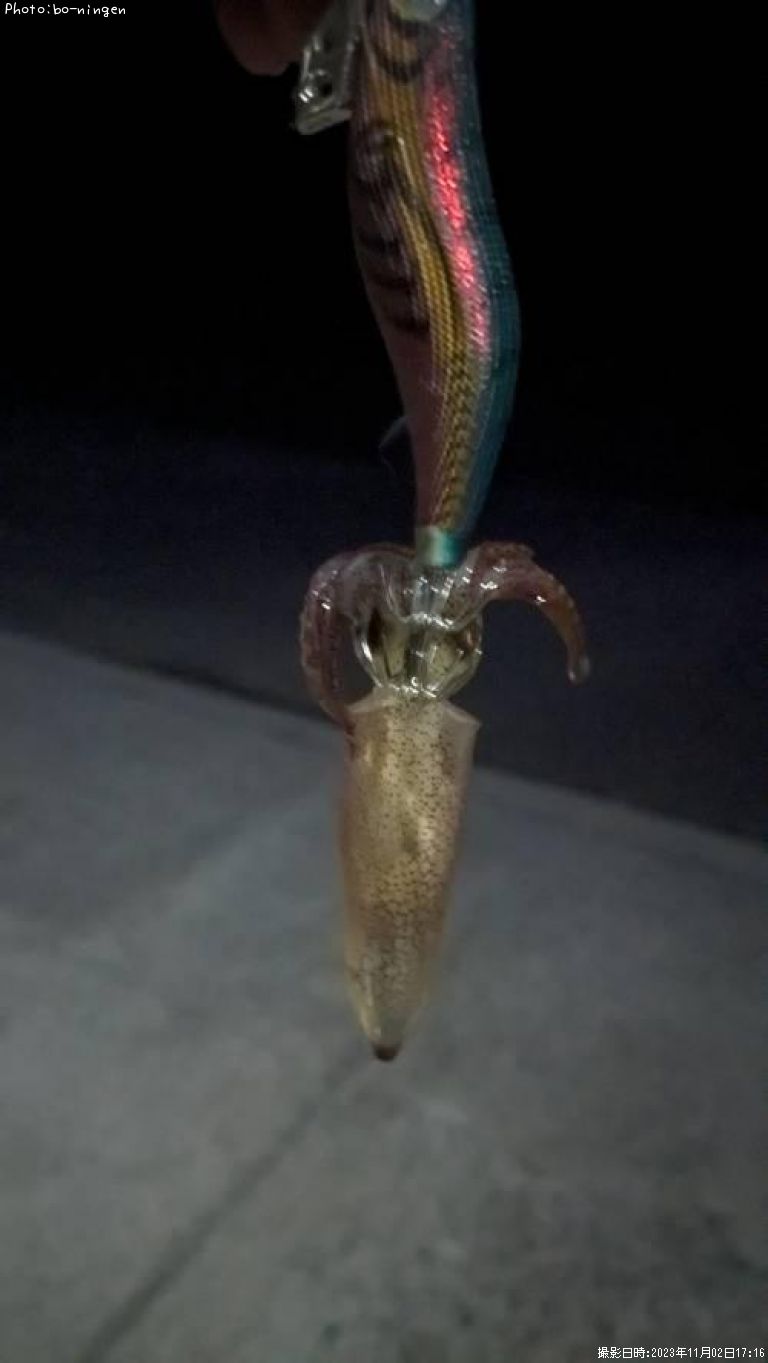 �ҥ���