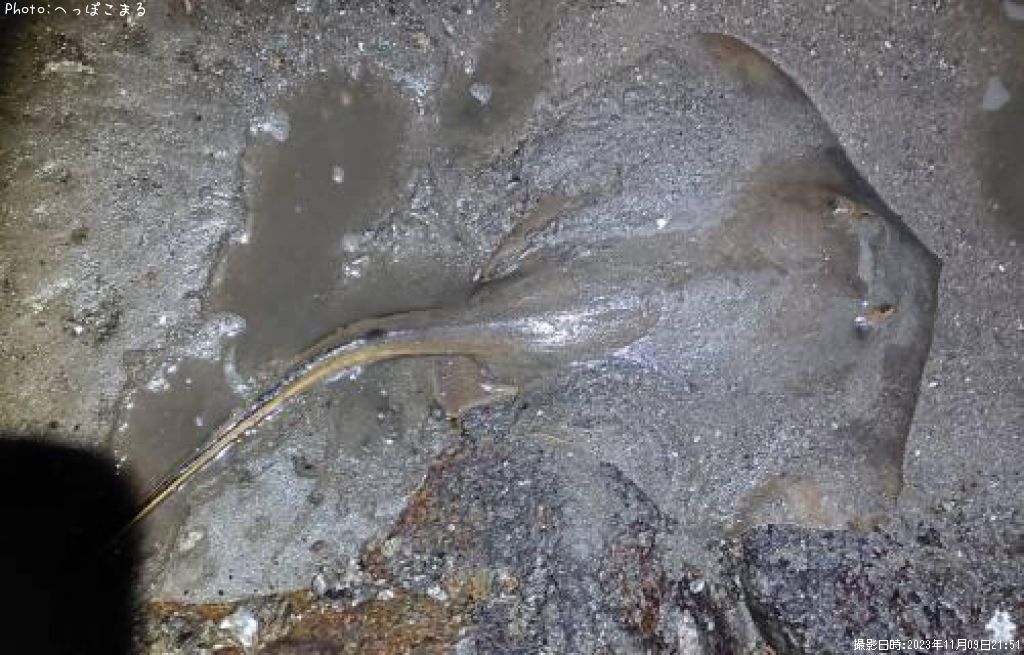 ��������