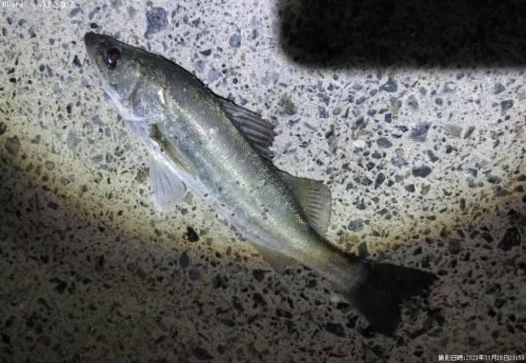 �����Х�