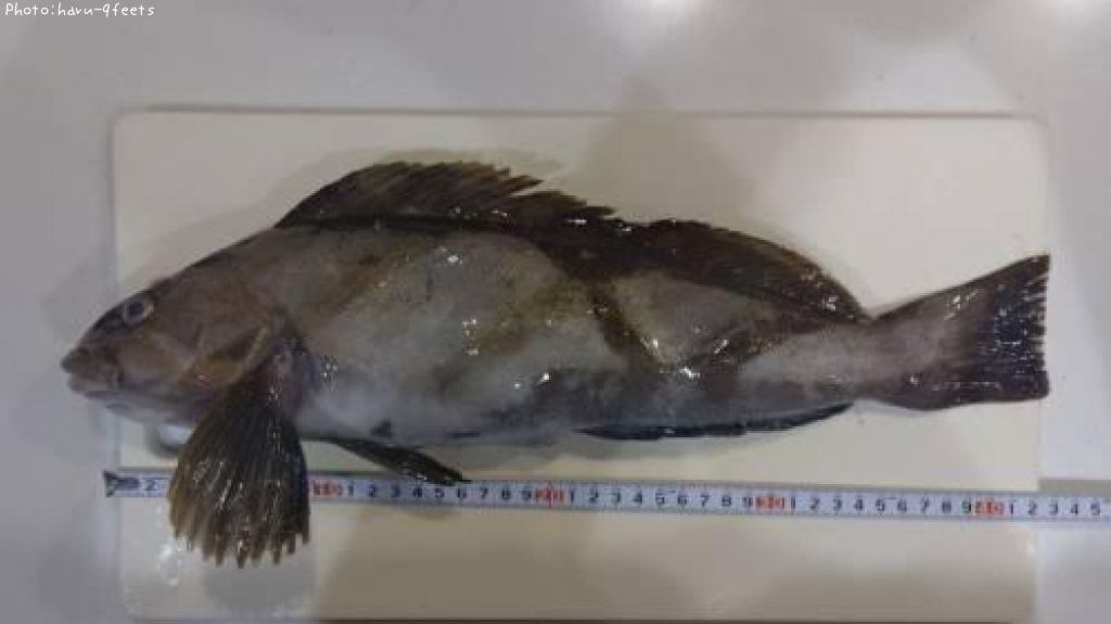 �����ʥ�