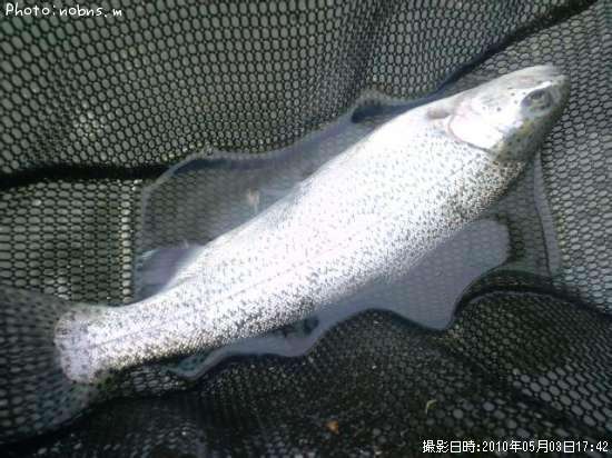 �쥤��ܡ��ȥ饦��