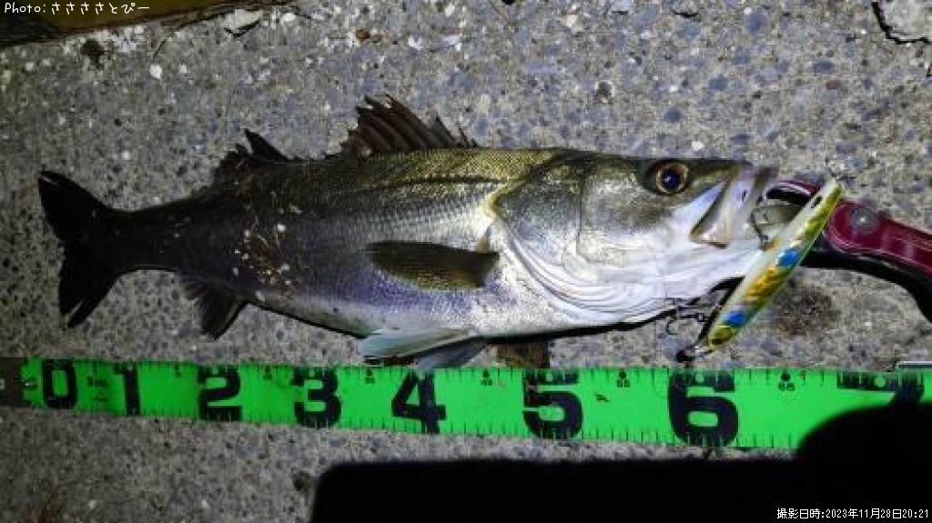 �����Х�