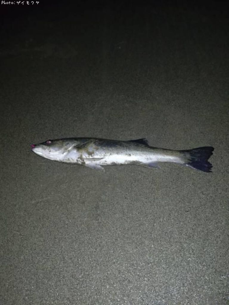 �����Х�