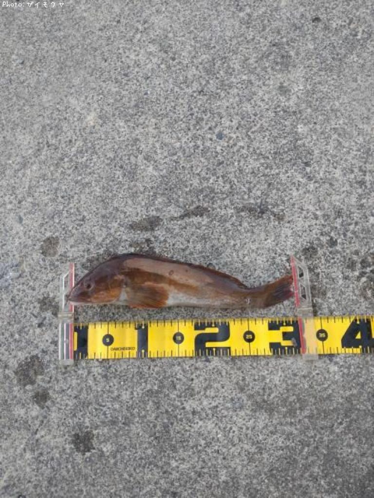 �����ʥ�