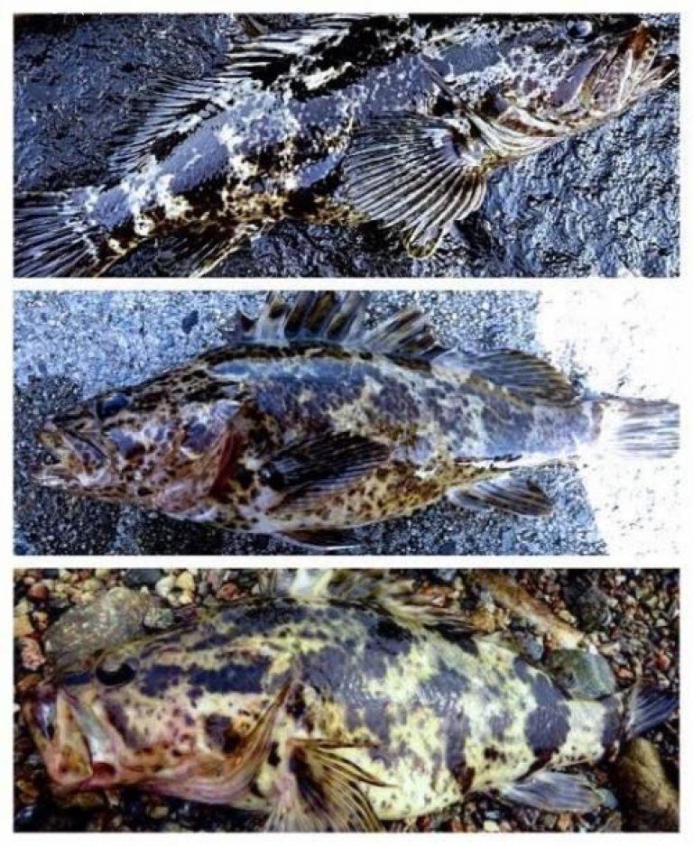 �����Υ���Х�