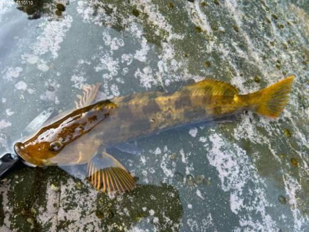 �����ʥ�