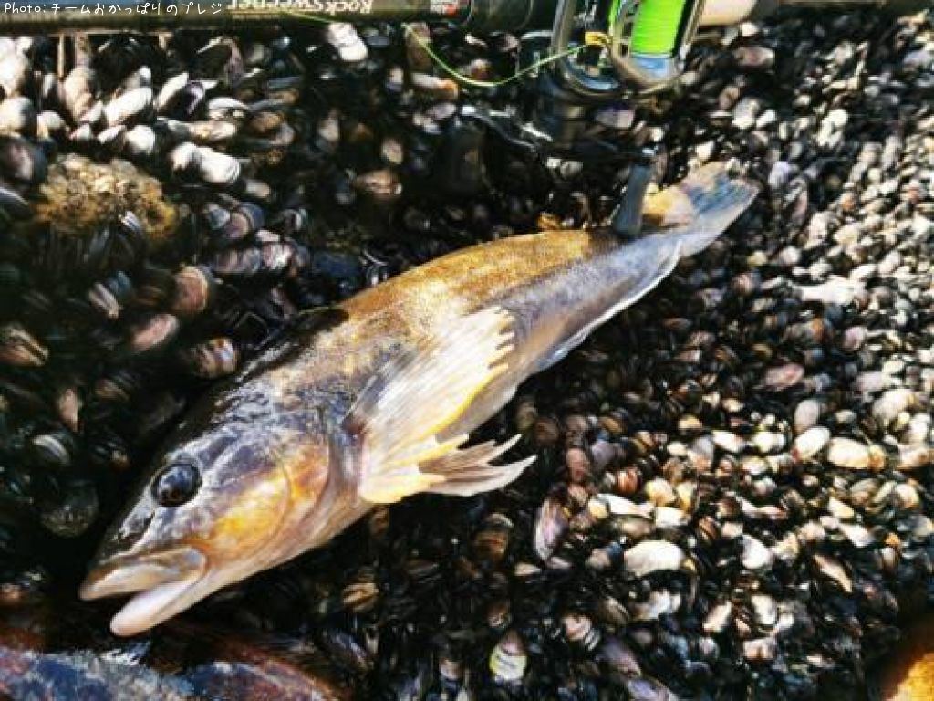 �����ʥ�